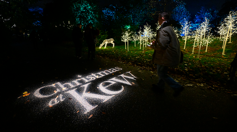 A view of the illuminated walking track called "Christmas At Kew" within the Christmas preparations at Kew Gardens